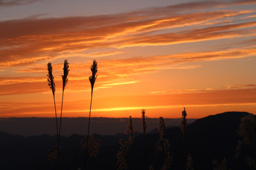 曽爾高原　ススキ