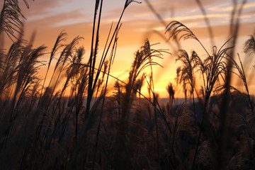 曽爾高原　ススキ