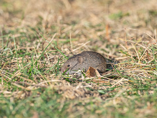 The mouse looks out of its hole. The mouse looks. Mouse in nature.