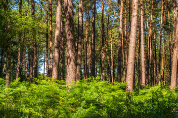 Sunlit trees in the forest, ferns on the ground, Germany