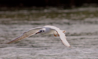 Mouette en vol