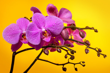 Fototapeta na wymiar Purple orchids in dew drops on a yellow background.