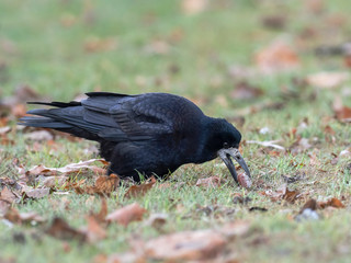 Portrait of Eurasian rook (Corvus frugilegus). Rook on earth looking for food.