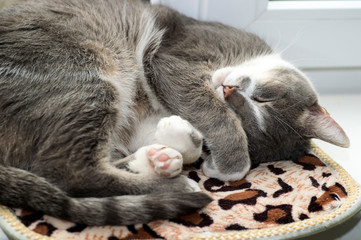 Fototapeta na wymiar A grey cat sleeps curled up on a rug on a white window. Background