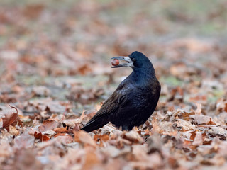Portrait of Eurasian rook (Corvus frugilegus). Rook on earth looking for food.