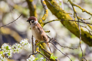 Eurasian tree sparrow, Passer montanus on tree. Spring time.