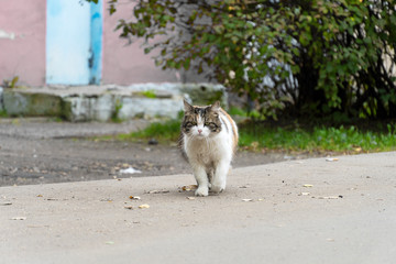A multicolor cat walks along the road. Sunny summer day. Domestic or wild dirty cat goes towards on the asphalt, crosses the road.