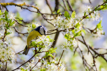 Obraz premium Eurasian blue tit bird. Cyanistes caeruleus. Birds in garden, spring time.