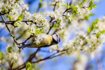 Eurasian blue tit bird. Cyanistes caeruleus. Birds in garden, spring time.