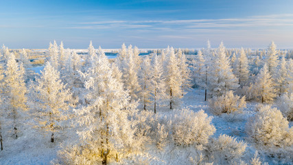 Beautiful winter landscape of tundra , frost on the branches of trees, the first snow, Arctic Circle.The forest is covered with hoarfrost in the sunlight