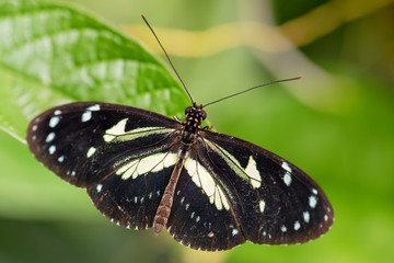 Atthis longwing - Heliconius atthis, beautiful colored brushfoot butterfly endemic to western Ecuador.