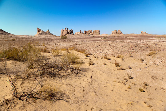 saxaul and ruins of the ancient fortresses of Khorezm in the desert. Uzbekistan