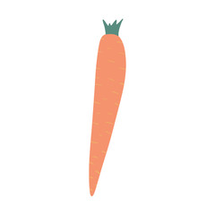 Carrot in doodle style isolated on white background. Hand drawn vegetable. Vegetarian healthy food. Fresh organic ingredient. Vector illustration