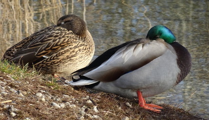 ducks on lake