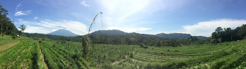 Panoramic views of cultivated green fields, jungle and mountains. Indonesia, Bali