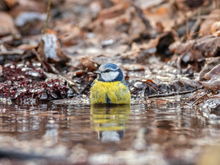 Eurasian blue tit (Cyanistes caeruleus) bathes in water in nature amidst the autumn entourage. The...