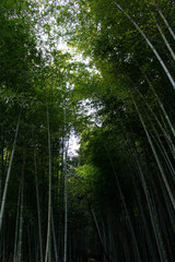 Fototapeta na wymiar 嵐山