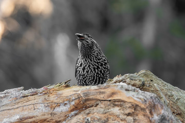 Spotted Nutcracker (Nucifraga caryocatactes) in winter forest.