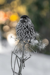 Spotted Nutcracker (Nucifraga caryocatactes) sitting on the perch