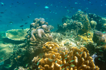 Fototapeta na wymiar Unterwasseraufnahmen: Fische, Korallen