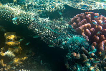 Unterwasseraufnahmen: Fische, Korallen