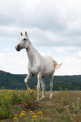 Fototapeta premium Ridding Club LOLA Slovakia