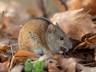 OLYMPUS DIGITALHouse Mouse (Mus domesticus) in nature among fallen autumn leaves. House Mouse (Mus domesticus).  CAMERA