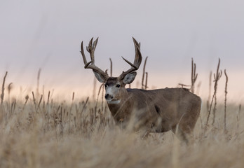 Buck Mule Deer in the Fall Rut in Colorado