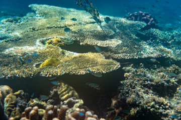 Unterwasseraufnahmen: Fische, Korallen