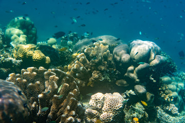 Unterwasseraufnahmen: Fische, Korallen