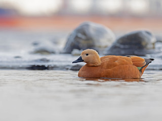 The ruddy shelduck (Tadorna ferruginea), known in India as the Brahminy duck, is a member of the family Anatidae. Ruddy Shelduck in the natural habitat.