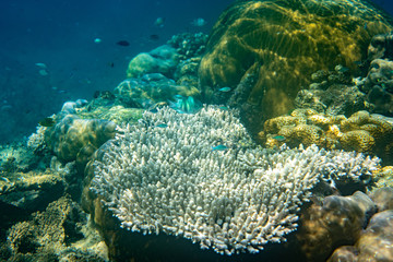 Unterwasseraufnahmen: Fische, Korallen