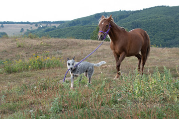 Ridding Club LOLA Slovakia