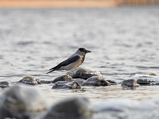   Close up of a Hooded Crow (Corvus cornix). hooded crow (Corvus cornix) in the natural environment. 