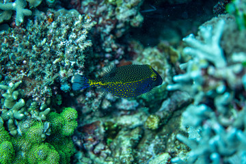 Unterwasseraufnahmen: Fische, Korallen