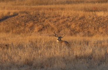 Buck Mule Deer in the Fall Rut in Colorado