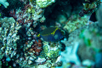 Unterwasseraufnahmen: Fische, Korallen