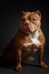 Dog breed American pit bull terrier. Dark background.