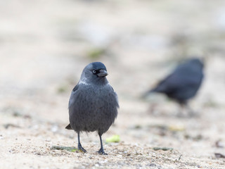 Closeup portrait of a Western Jackdaw bird Coloeus Monedula foraging in green grass on a sunny day. portrait of jackdaw. 