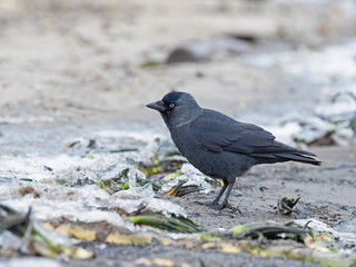 Closeup portrait of a Western Jackdaw bird Coloeus Monedula foraging in green grass on a sunny day. portrait of jackdaw. 