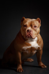 Dog breed American pit bull terrier. Dark background.