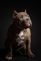 Dog breed American pit bull terrier. Dark background.
