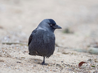 Closeup portrait of a Western Jackdaw bird Coloeus Monedula foraging in green grass on a sunny day. portrait of jackdaw. 