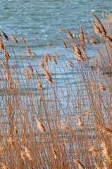 France. occitanie. H&eacute;rault. Roseaux sur les berges de terres rouges du lac du Salagou. Reeds on the banks of red earth of Lake Salagou.