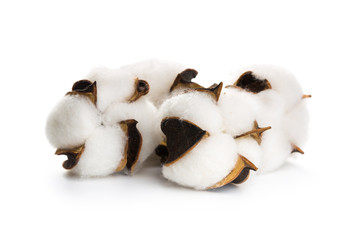 several flowers of cotton isolated on a white background