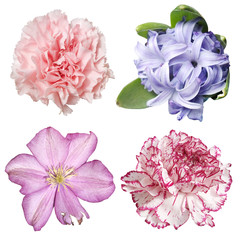 Set of hyacinth, clematis and carnation isolated on a white background