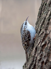 Portrait of Eurasian treecreeper or common treecreeper (Certhia familiaris). 
