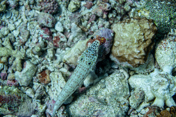 Unterwasseraufnahmen: Fische, Korallen