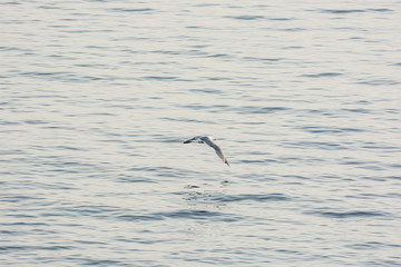 Fototapeta na wymiar Seagull flies above sea, Solta, Croatia