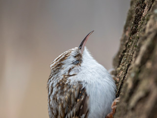 Portrait of Eurasian treecreeper or common treecreeper (Certhia familiaris). 